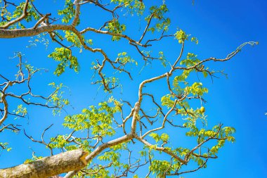 Ambarella meyve ağacının çiçeği açık mavi gökyüzüne karşı. Spondias dulcis veya ambarella, Vietnam 'da meyve bitkileri de dahil olmak üzere Cay Coc adıyla bilinir..