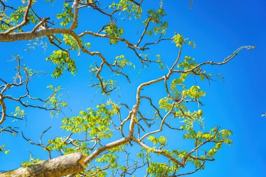 Ambarella meyve ağacının çiçeği açık mavi gökyüzüne karşı. Spondias dulcis veya ambarella, Vietnam 'da meyve bitkileri de dahil olmak üzere Cay Coc adıyla bilinir..