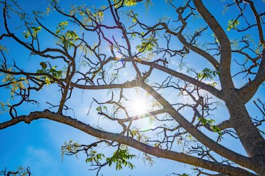 Ambarella meyve ağacının çiçeği açık mavi gökyüzüne karşı. Spondias dulcis veya ambarella, Vietnam 'da meyve bitkileri de dahil olmak üzere Cay Coc adıyla bilinir..