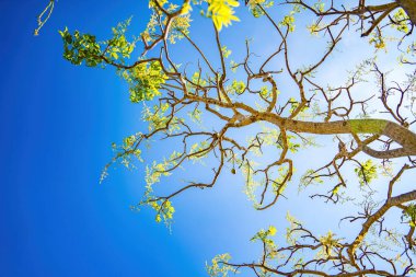 Ambarella meyve ağacının çiçeği açık mavi gökyüzüne karşı. Spondias dulcis veya ambarella, Vietnam 'da meyve bitkileri de dahil olmak üzere Cay Coc adıyla bilinir..