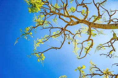 Ambarella meyve ağacının çiçeği açık mavi gökyüzüne karşı. Spondias dulcis veya ambarella, Vietnam 'da meyve bitkileri de dahil olmak üzere Cay Coc adıyla bilinir..