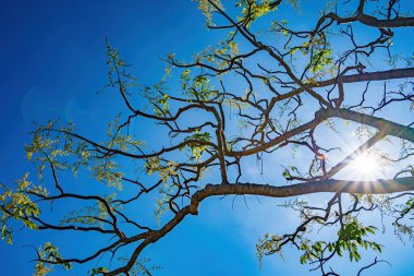 Ambarella meyve ağacının çiçeği açık mavi gökyüzüne karşı. Spondias dulcis veya ambarella, Vietnam 'da meyve bitkileri de dahil olmak üzere Cay Coc adıyla bilinir..
