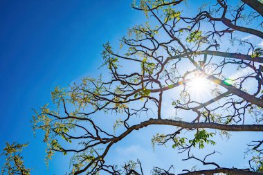 Ambarella meyve ağacının çiçeği açık mavi gökyüzüne karşı. Spondias dulcis veya ambarella, Vietnam 'da meyve bitkileri de dahil olmak üzere Cay Coc adıyla bilinir..
