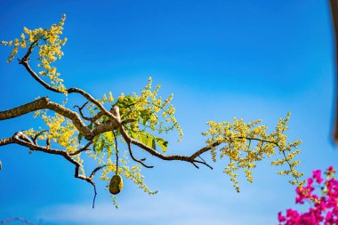 Ambarella meyve ağacının çiçeği açık mavi gökyüzüne karşı. Spondias dulcis veya ambarella, Vietnam 'da meyve bitkileri de dahil olmak üzere Cay Coc adıyla bilinir..