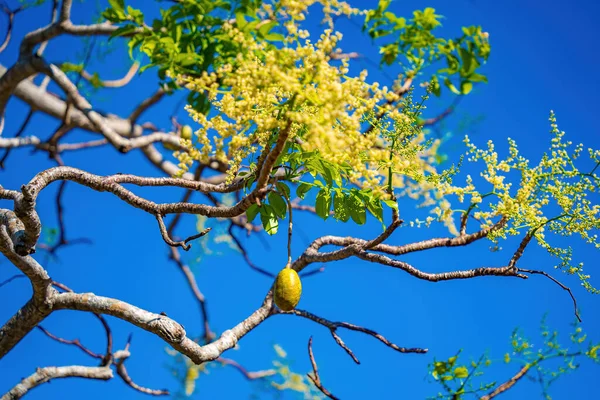 stock image Flower of the ambarella fruit tree against blue clear sky. Spondias dulcis or ambarella, in Vietnam is known by the name Cay Coc, including fruit plants.