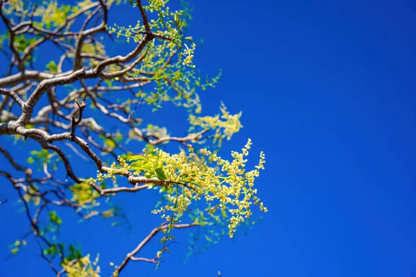 stock image Flower of the ambarella fruit tree against blue clear sky. Spondias dulcis or ambarella, in Vietnam is known by the name Cay Coc, including fruit plants.