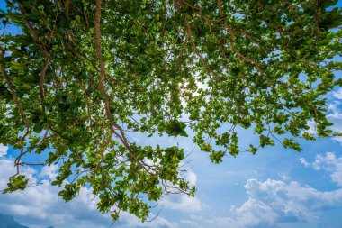 Hint badem ağacının dalındaki yeşil yaprağın alt görüntüsü Terminalia Catappa tarafından da adlandırılır. Yaz ormanındaki ağaçların dipten görünüşü. Alt Görünüm Geniş Açı Arkaplan.