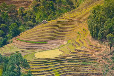 Muong Hum, Y Ty, Lao Cai, Vietnam 'daki pirinç teraslarının hava görüntüsü. Vietnam 'ın manzara manzarası, Muong Hum' un kalbi pirinç tarlaları. Muhteşem pirinç tarlaları. Dikilmiş panorama çekimi