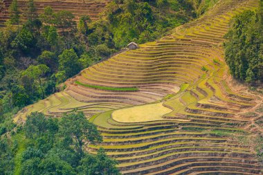Muong Hum, Y Ty, Lao Cai, Vietnam 'daki pirinç teraslarının hava görüntüsü. Vietnam 'ın manzara manzarası, Muong Hum' un kalbi pirinç tarlaları. Muhteşem pirinç tarlaları. Dikilmiş panorama çekimi