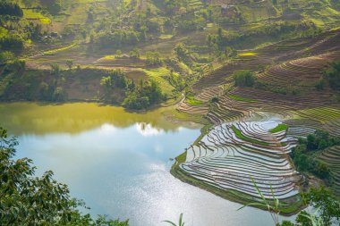 Muong Hum, Y Ty, Lao Cai, Vietnam 'daki pirinç teraslarının hava görüntüsü. Vietnam 'ın manzara manzarası, Muong Hum' un kalbi pirinç tarlaları. Muhteşem pirinç tarlaları. Dikilmiş panorama çekimi