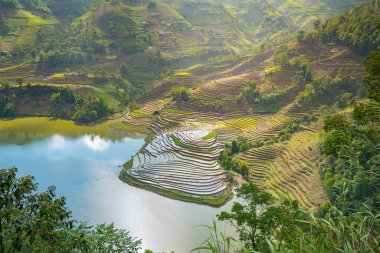 Muong Hum, Y Ty, Lao Cai, Vietnam 'daki pirinç teraslarının hava görüntüsü. Vietnam 'ın manzara manzarası, Muong Hum' un kalbi pirinç tarlaları. Muhteşem pirinç tarlaları. Dikilmiş panorama çekimi