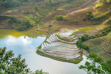 Muong Hum, Y Ty, Lao Cai, Vietnam 'daki pirinç teraslarının hava görüntüsü. Vietnam 'ın manzara manzarası, Muong Hum' un kalbi pirinç tarlaları. Muhteşem pirinç tarlaları. Dikilmiş panorama çekimi