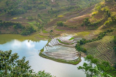 Muong Hum, Y Ty, Lao Cai, Vietnam 'daki pirinç teraslarının hava görüntüsü. Vietnam 'ın manzara manzarası, Muong Hum' un kalbi pirinç tarlaları. Muhteşem pirinç tarlaları. Dikilmiş panorama çekimi