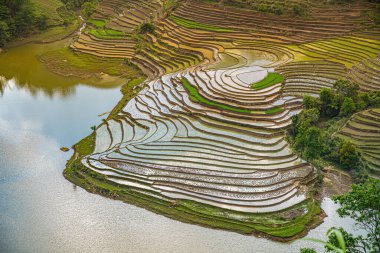 Muong Hum, Y Ty, Lao Cai, Vietnam 'daki pirinç teraslarının hava görüntüsü. Vietnam 'ın manzara manzarası, Muong Hum' un kalbi pirinç tarlaları. Muhteşem pirinç tarlaları. Dikilmiş panorama çekimi