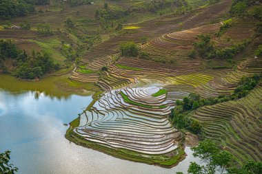 Muong Hum, Y Ty, Lao Cai, Vietnam 'daki pirinç teraslarının hava görüntüsü. Vietnam 'ın manzara manzarası, Muong Hum' un kalbi pirinç tarlaları. Muhteşem pirinç tarlaları. Dikilmiş panorama çekimi