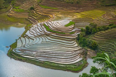 Muong Hum, Y Ty, Lao Cai, Vietnam 'daki pirinç teraslarının hava görüntüsü. Vietnam 'ın manzara manzarası, Muong Hum' un kalbi pirinç tarlaları. Muhteşem pirinç tarlaları. Dikilmiş panorama çekimi