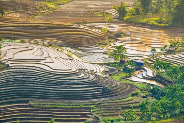 Sang Ma Sao, Y Ty, Lao Cai, Vietnam 'daki pirinç teraslarının hava görüntüleri. Vietnam manzarası, Sang Ma Sao 'nun pirinç tarlaları. Muhteşem pirinç tarlaları. Dikilmiş panorama çekimi