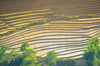 Sang Ma Sao, Y Ty, Lao Cai, Vietnam 'daki pirinç teraslarının hava görüntüleri. Vietnam manzarası, Sang Ma Sao 'nun pirinç tarlaları. Muhteşem pirinç tarlaları. Dikilmiş panorama çekimi