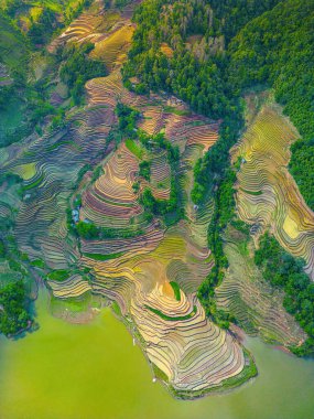 Muong Hum, Y Ty, Lao Cai, Vietnam 'daki pirinç teraslarının hava görüntüsü. Vietnam 'ın manzara manzarası, Muong Hum' un kalbi pirinç tarlaları. Muhteşem pirinç tarlaları. Dikilmiş panorama çekimi