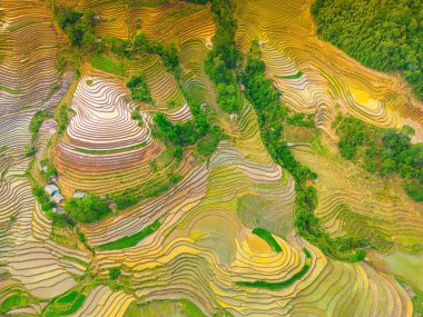 Muong Hum, Y Ty, Lao Cai, Vietnam 'daki pirinç teraslarının hava görüntüsü. Vietnam 'ın manzara manzarası, Muong Hum' un kalbi pirinç tarlaları. Muhteşem pirinç tarlaları. Dikilmiş panorama çekimi