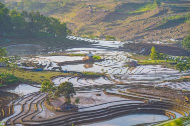 Ngai Thau, Y Ty, Lao Cai, Vietnam 'daki pirinç teraslarının hava görüntüsü. Vietnam 'ın manzara manzarası, Ngai Thau' nun pirinç tarlaları. Muhteşem pirinç tarlaları. Dikilmiş panorama çekimi
