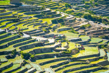 Ngai Thau, Y Ty, Lao Cai, Vietnam 'daki pirinç teraslarının hava görüntüsü. Vietnam 'ın manzara manzarası, Ngai Thau' nun pirinç tarlaları. Muhteşem pirinç tarlaları. Pirinç tarlasında çalışan insanlar