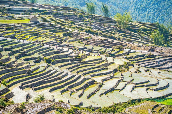 stock image Aerial image of rice terraces in Ngai Thau, Y Ty, Lao Cai province, Vietnam. Landscape panorama of Vietnam, terraced rice fields of Ngai Thau. Spectacular rice fields. People working on rice field