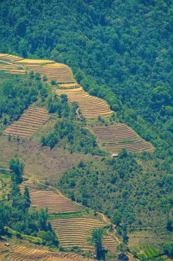 Thien Sinh Vadisi, Y Ty, Lao Cai, Vietnam 'daki pirinç teraslarının hava görüntüsü. Vietnam manzarası, Thien Sinh 'in pirinç tarlaları. Muhteşem pirinç tarlaları. Dikilmiş panorama çekimi