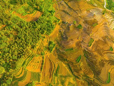 Ngai Thau, Y Ty, Lao Cai, Vietnam 'daki pirinç teraslarının hava görüntüsü. Vietnam 'ın manzara manzarası, Ngai Thau' nun pirinç tarlaları. Muhteşem pirinç tarlaları. Dikilmiş panorama çekimi