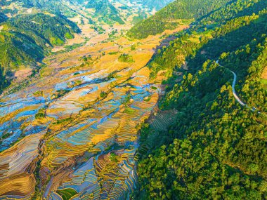 Ngai Thau, Y Ty, Lao Cai, Vietnam 'daki pirinç teraslarının hava görüntüsü. Vietnam 'ın manzara manzarası, Ngai Thau' nun pirinç tarlaları. Muhteşem pirinç tarlaları. Dikilmiş panorama çekimi