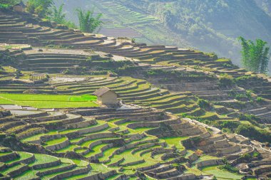 Ngai Thau, Y Ty, Lao Cai, Vietnam 'daki pirinç teraslarının hava görüntüsü. Vietnam 'ın manzara manzarası, Ngai Thau' nun pirinç tarlaları. Muhteşem pirinç tarlaları. Dikilmiş panorama çekimi