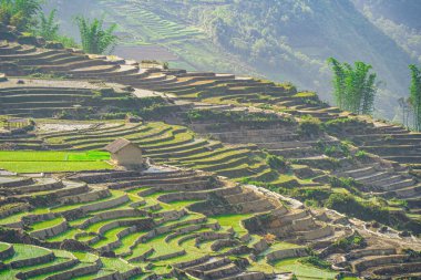 Ngai Thau, Y Ty, Lao Cai, Vietnam 'daki pirinç teraslarının hava görüntüsü. Vietnam 'ın manzara manzarası, Ngai Thau' nun pirinç tarlaları. Muhteşem pirinç tarlaları. Dikilmiş panorama çekimi