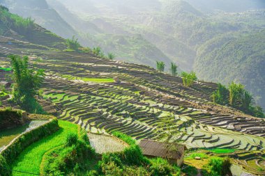 Ngai Thau, Y Ty, Lao Cai, Vietnam 'daki pirinç teraslarının hava görüntüsü. Vietnam 'ın manzara manzarası, Ngai Thau' nun pirinç tarlaları. Muhteşem pirinç tarlaları. Dikilmiş panorama çekimi