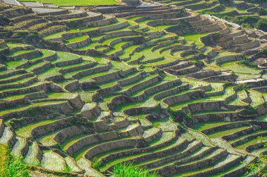 Ngai Thau, Y Ty, Lao Cai, Vietnam 'daki pirinç teraslarının hava görüntüsü. Vietnam 'ın manzara manzarası, Ngai Thau' nun pirinç tarlaları. Muhteşem pirinç tarlaları. Dikilmiş panorama çekimi