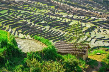 Ngai Thau, Y Ty, Lao Cai, Vietnam 'daki pirinç teraslarının hava görüntüsü. Vietnam 'ın manzara manzarası, Ngai Thau' nun pirinç tarlaları. Muhteşem pirinç tarlaları. Dikilmiş panorama çekimi