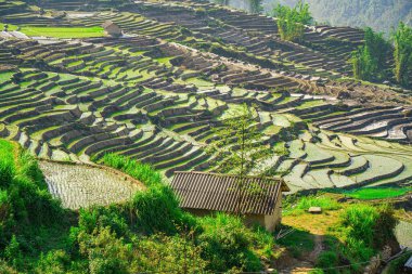 Ngai Thau, Y Ty, Lao Cai, Vietnam 'daki pirinç teraslarının hava görüntüsü. Vietnam 'ın manzara manzarası, Ngai Thau' nun pirinç tarlaları. Muhteşem pirinç tarlaları. Dikilmiş panorama çekimi