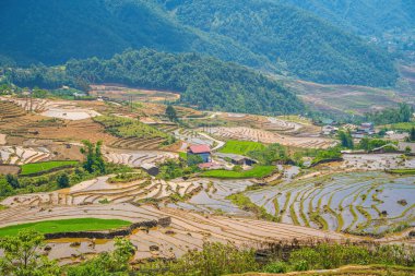 Ngai Thau, Y Ty, Lao Cai, Vietnam 'daki pirinç teraslarının hava görüntüsü. Vietnam 'ın manzara manzarası, Ngai Thau' nun pirinç tarlaları. Muhteşem pirinç tarlaları. Dikilmiş panorama çekimi