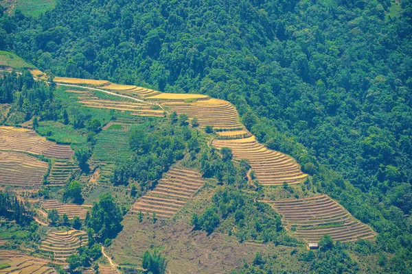 Luftbild Von Reisterrassen Thien Sinh Tal Provinz Lao Cai Vietnam — Stockfoto