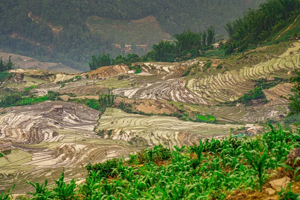 Ngai Thau, Y Ty, Lao Cai, Vietnam 'daki pirinç teraslarının hava görüntüsü. Vietnam 'ın manzara manzarası, Ngai Thau' nun pirinç tarlaları. Muhteşem pirinç tarlaları. Dikilmiş panorama çekimi