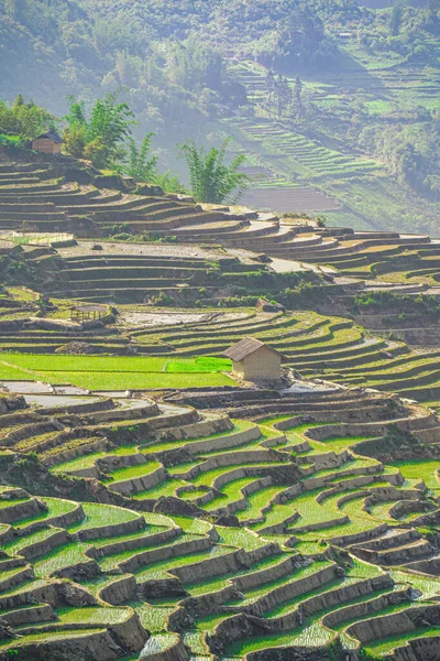 Aerial Image Rice Terraces Ngai Thau Lao Cai Province Vietnam — Stock Photo, Image