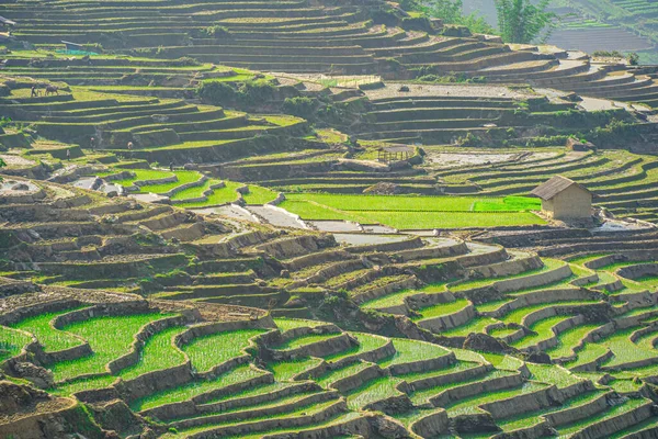 Ngai Thau, Y Ty, Lao Cai, Vietnam 'daki pirinç teraslarının hava görüntüsü. Vietnam 'ın manzara manzarası, Ngai Thau' nun pirinç tarlaları. Muhteşem pirinç tarlaları. Dikilmiş panorama çekimi