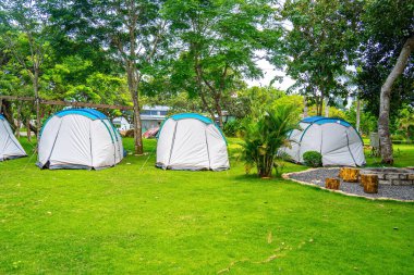 Turizm konsepti. Kavak ağacı ormanının altında kamp ve çadır sabah güzel güneş ışığıyla. İnsan ormanda yaşar. Sonbahar ormanında yalnız bir turist çadırı. Doğada kendini soyutlama.