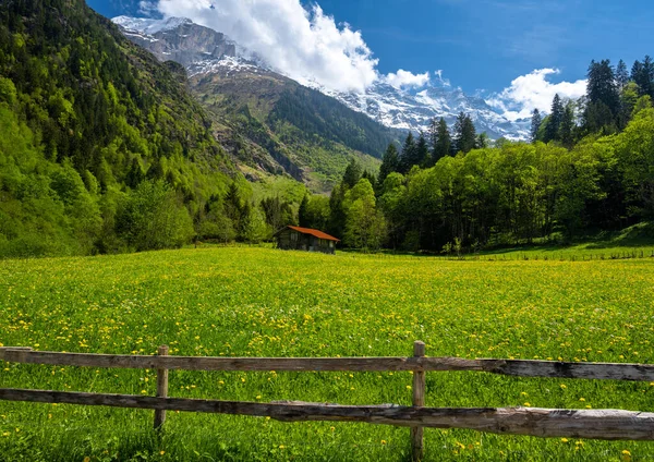 Jarní Louka Alpách Vesnici Lauterbrunnen Švýcarsku — Stock fotografie