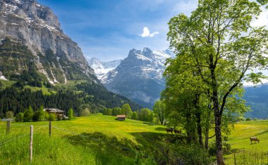 spring meadow in Alps in Grindelwald village in Switzerland clipart