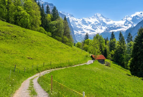 Stezka Jarní Louce Alpách Vesnici Wengen Švýcarsku — Stock fotografie