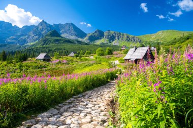 Tatra Dağları 'nda Polonya' da ahşap kulübeleri olan bir çiçek çayırından geçen patika.