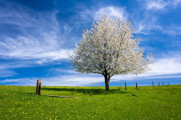 Vacker Blomma Träd Våren Äng Solig Dag Royaltyfria Stockfoton