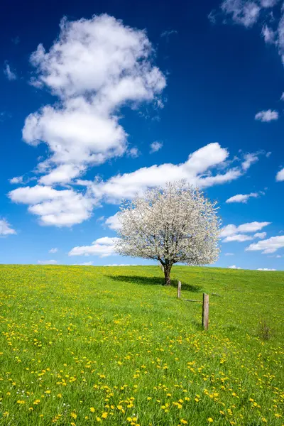 Vacker Blomma Träd Våren Äng Solig Dag Stockfoto