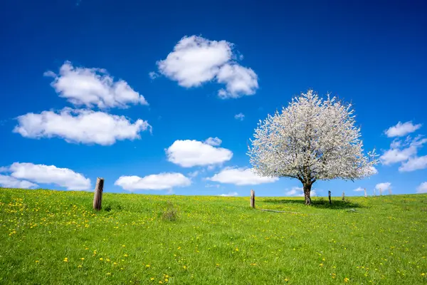 春天的草地上开满了花 蓝天乌云 免版税图库照片