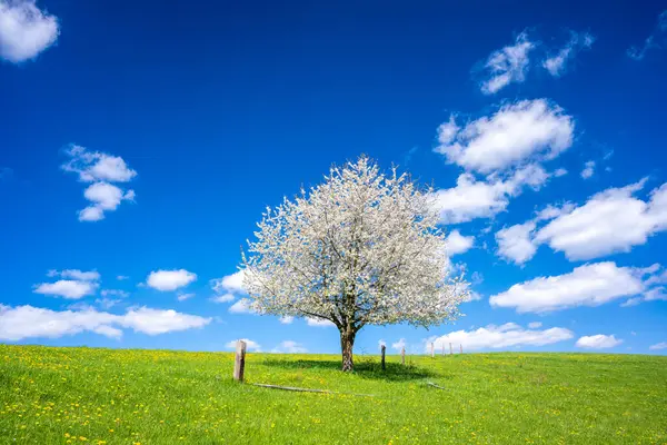 Ensam Blomma Träd Våren Äng Solig Dag Stockfoto